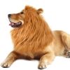 Adjustable Lion Wig with Ears for Dogs - Cute and Fun Mane Costume for Your Pet